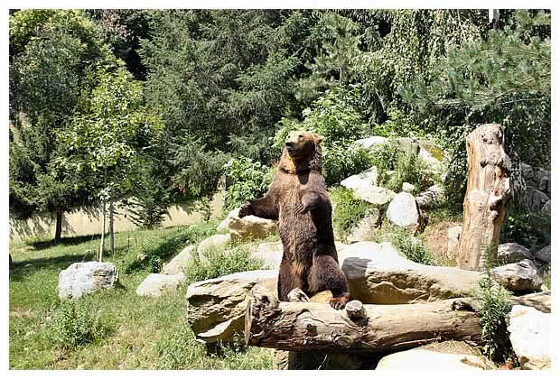 ours des Pyrénées