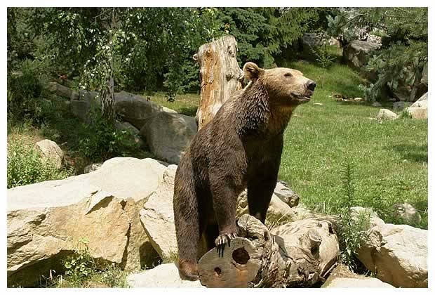 ours des Pyrénées