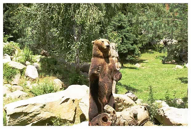 Ours des Pyrénées