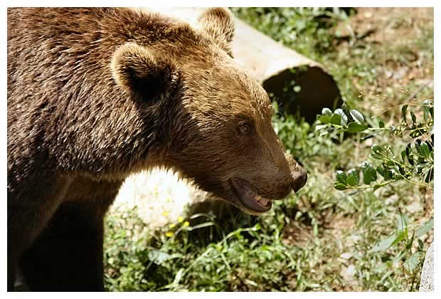 Ours des Pyrénées