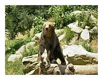 ours des Pyrénées photo 1