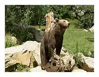 ours des Pyrénées photo 4