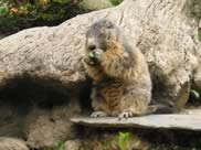 marmotte pyrénées