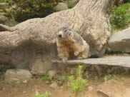 marmotte pyrénées