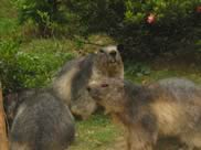 marmotte pyrénées