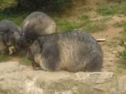 marmotte pyrénées