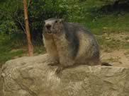 marmotte pyrénées