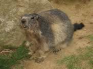 marmotte pyrénées