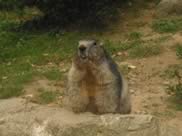 marmotte pyrénées